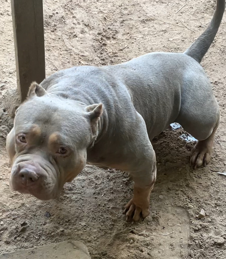 Dog Featured Image