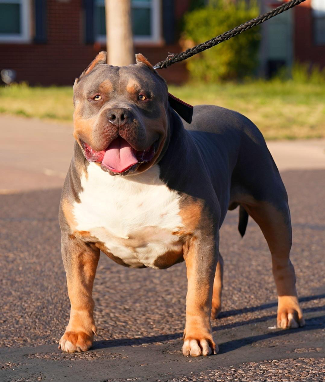 Dog Featured Image