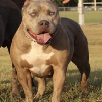R.C Bullies CHANEL