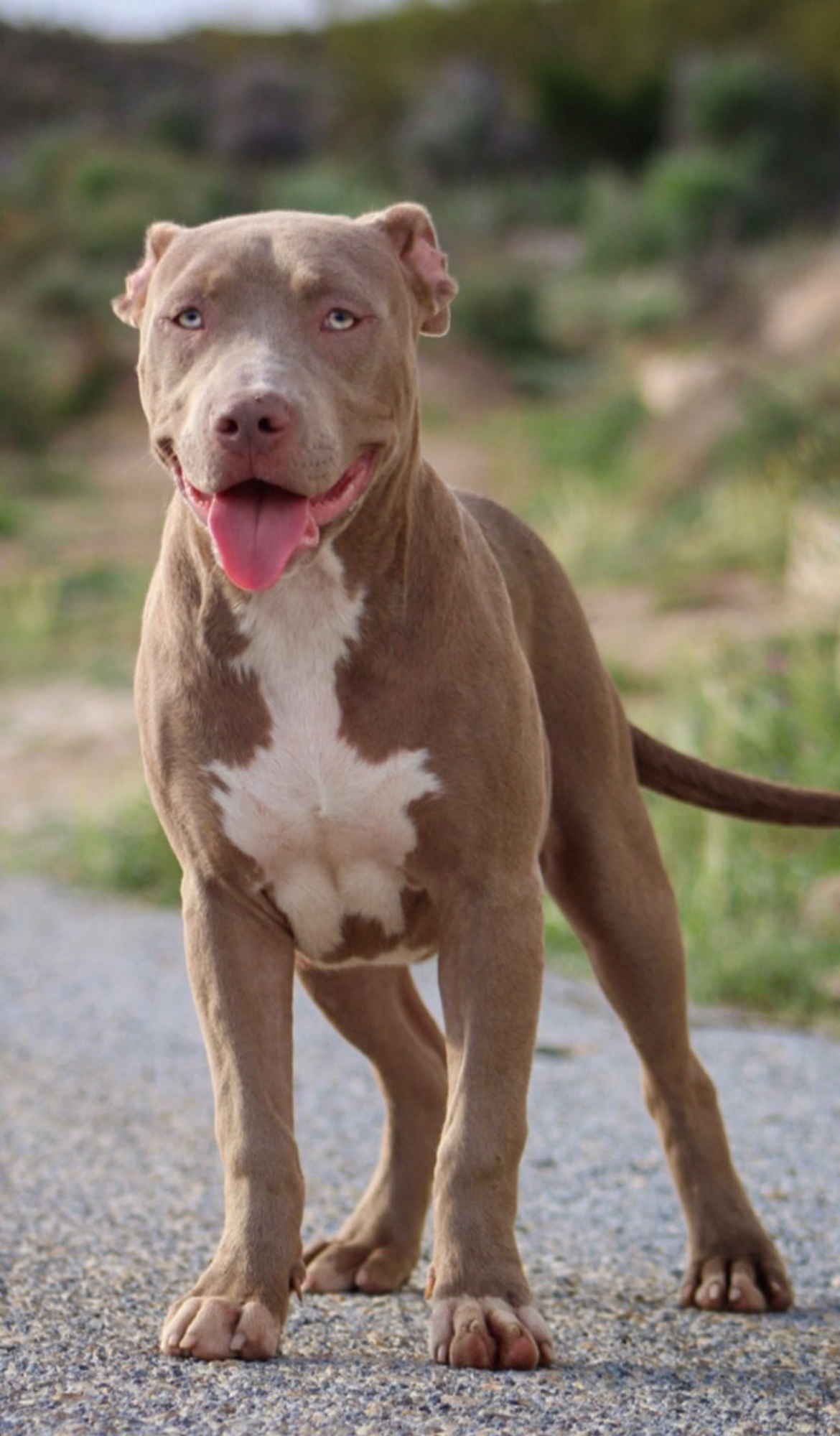 Dog Featured Image