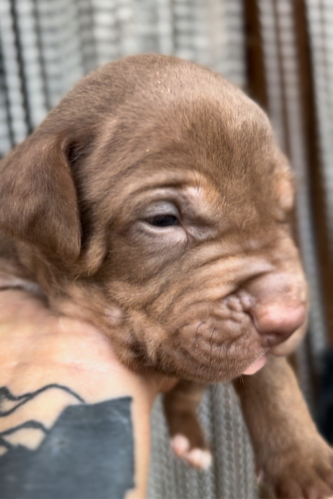 Dog Featured Image