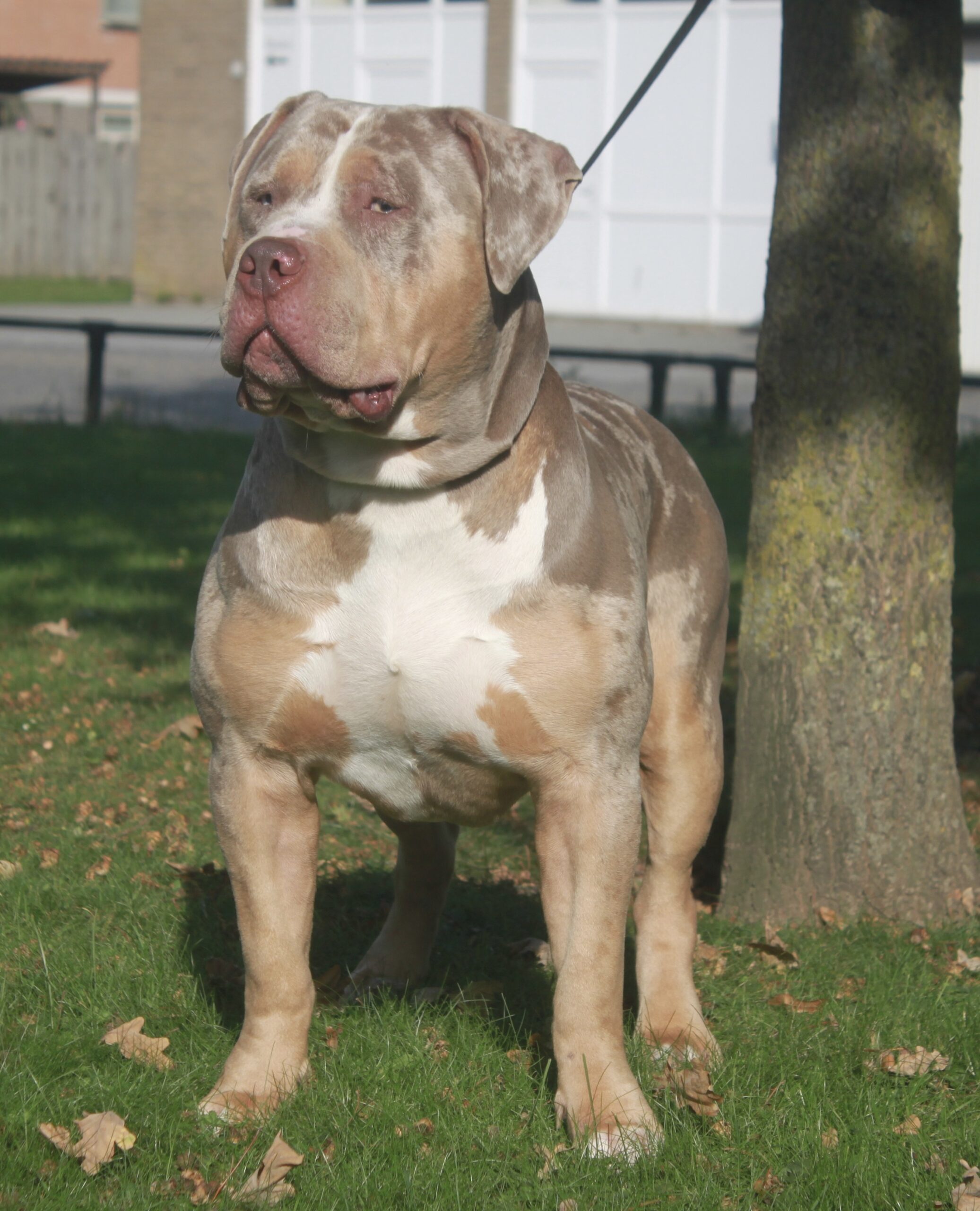 Dog Featured Image