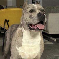 Dog Featured Image