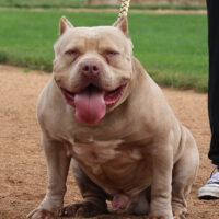 Bsb Bambo