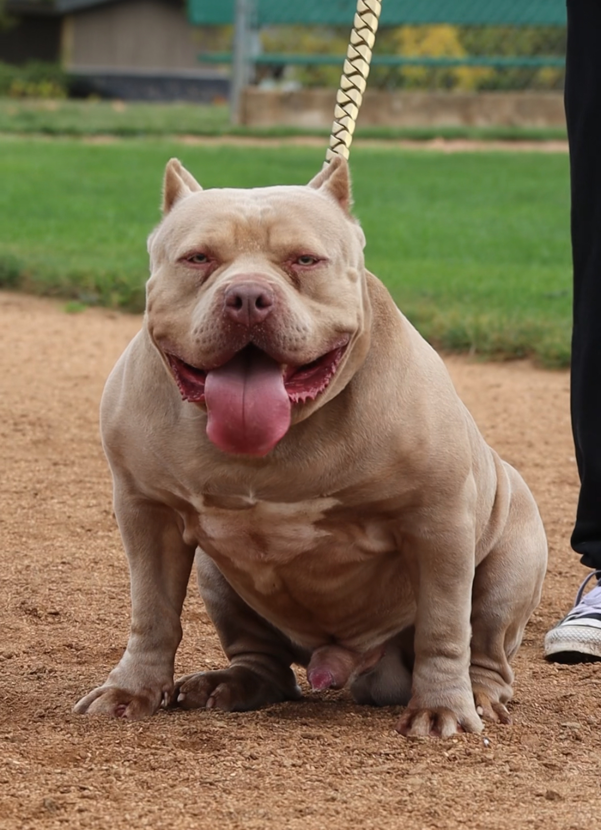Dog Featured Image