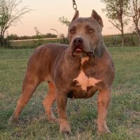 Dog Featured Image