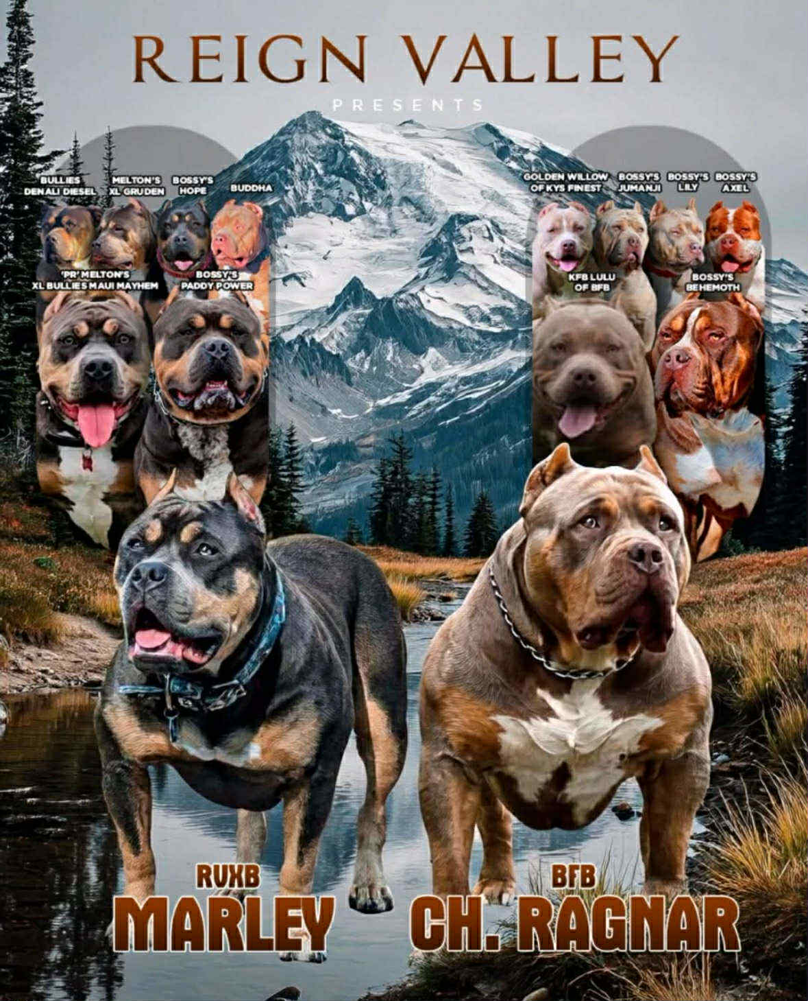 Dog Featured Image