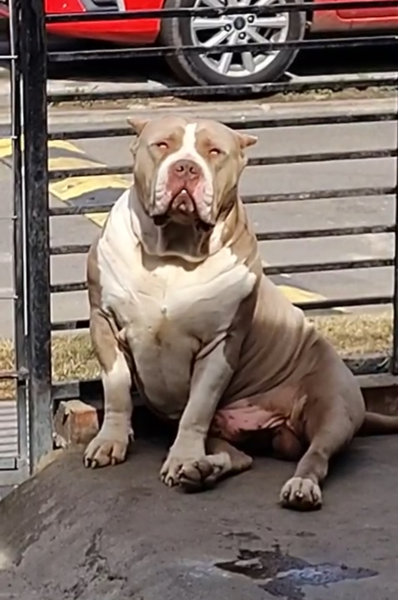 Dog Featured Image