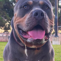 Dog Featured Image