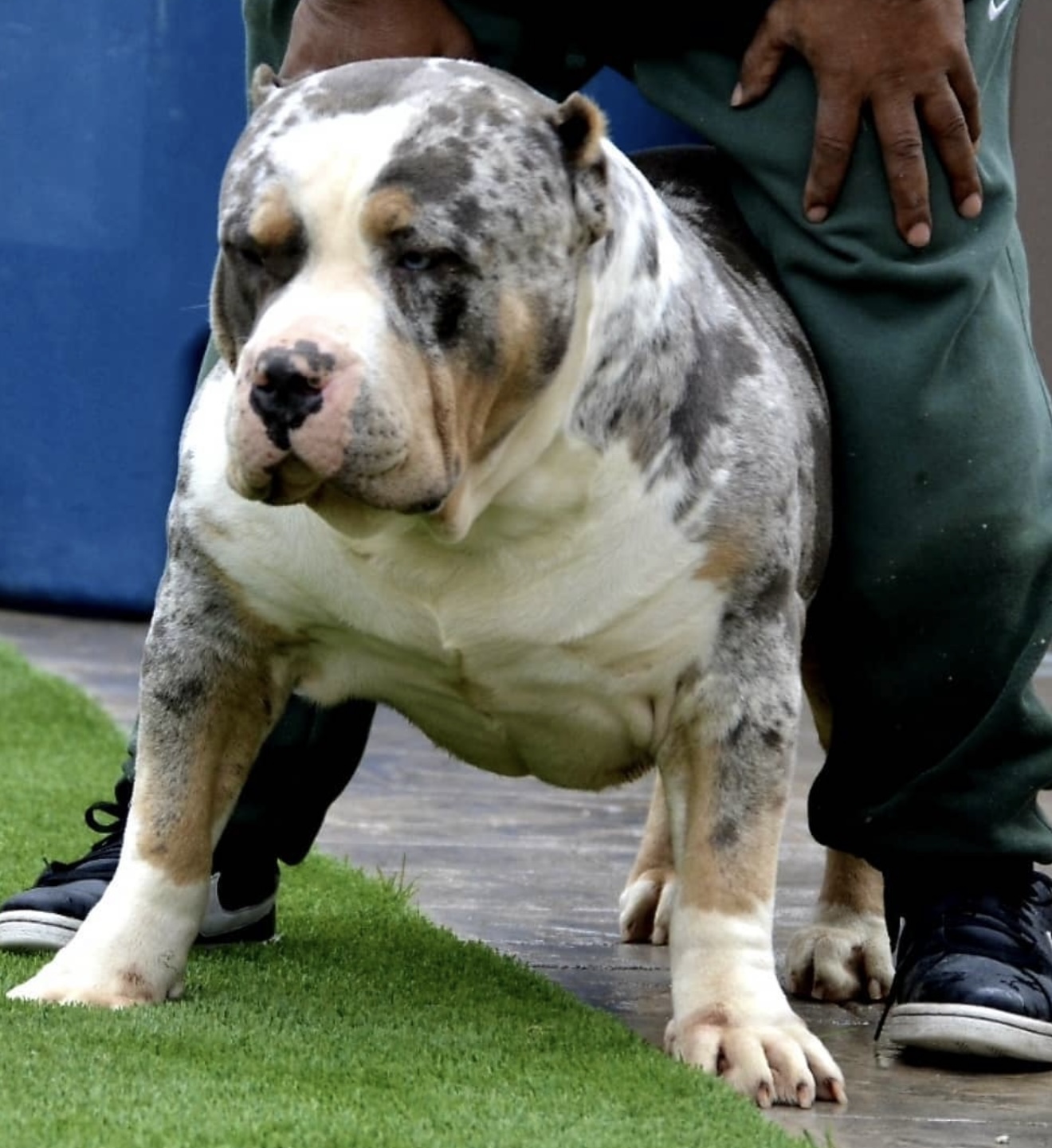 Dog Featured Image