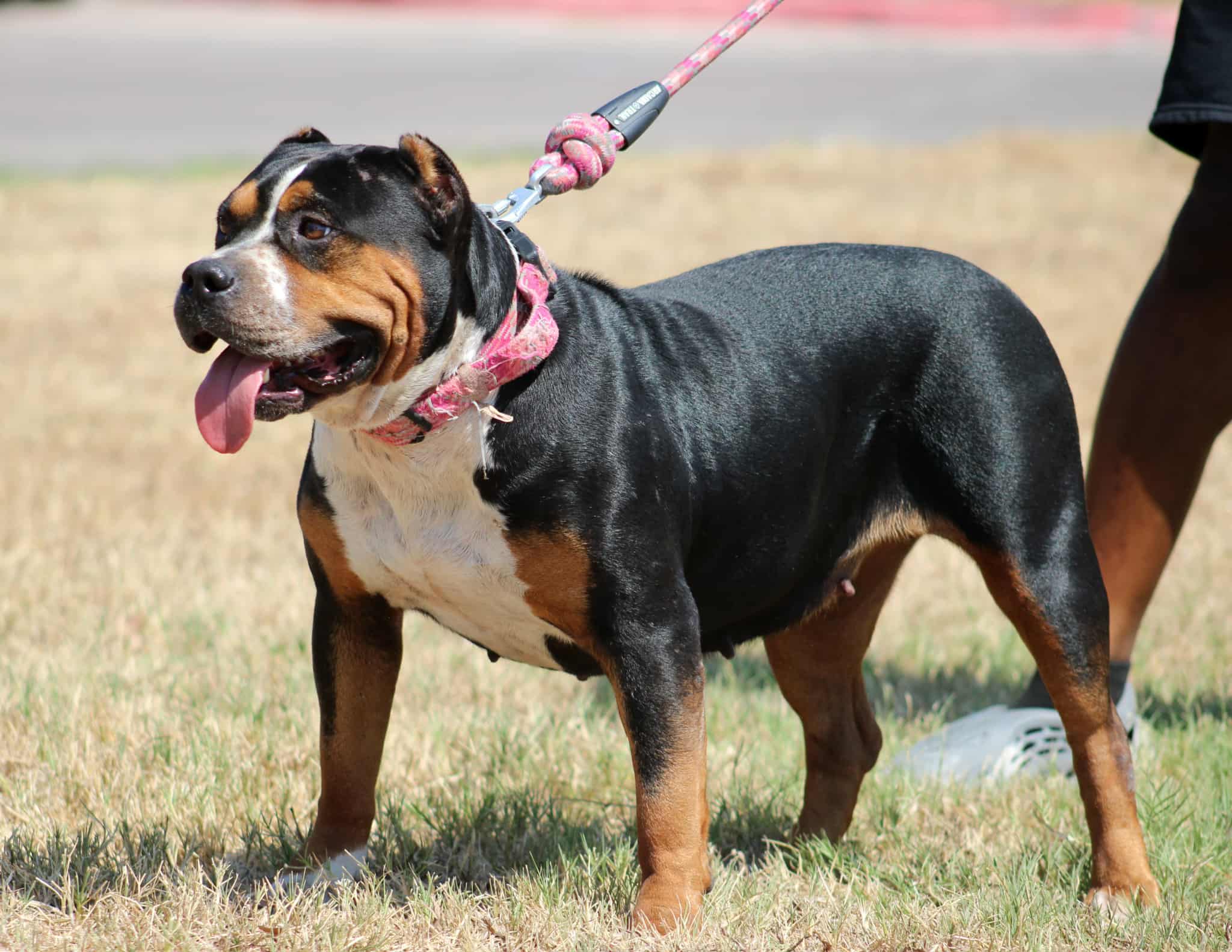Dog Featured Image