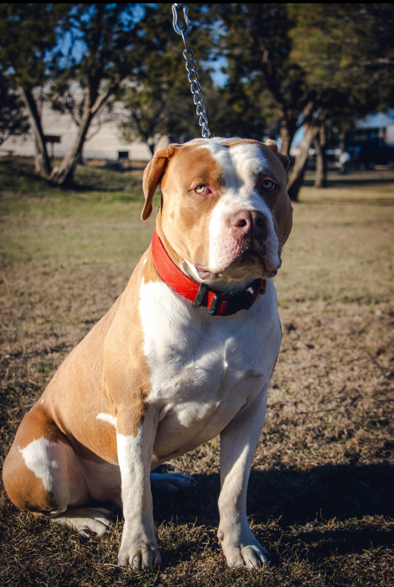 Dog Featured Image