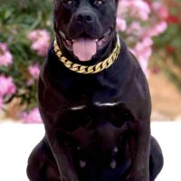 Quality Bully Origin Dark Angel