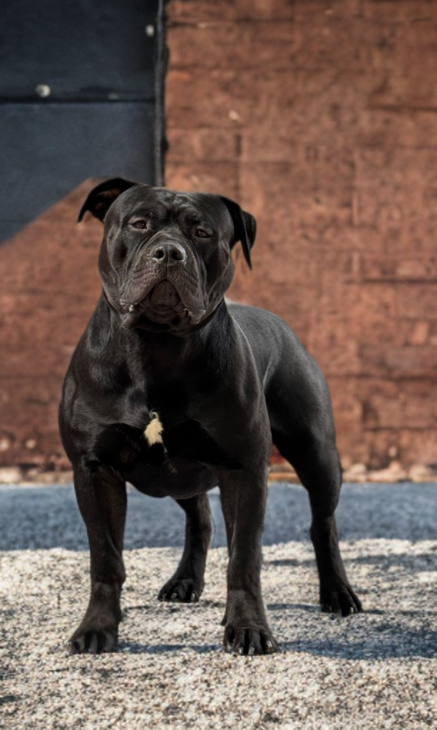 Dog Featured Image