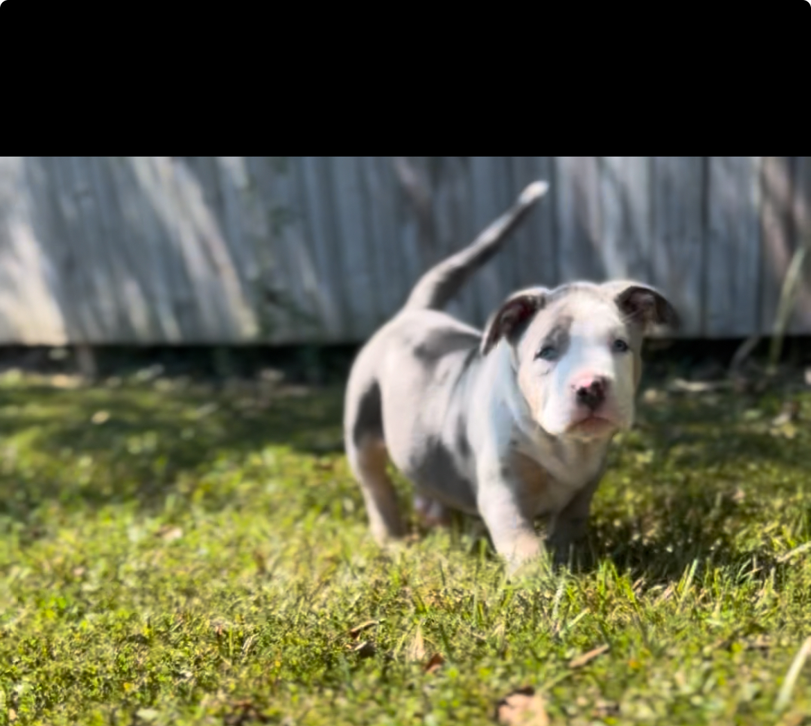 Dog Featured Image