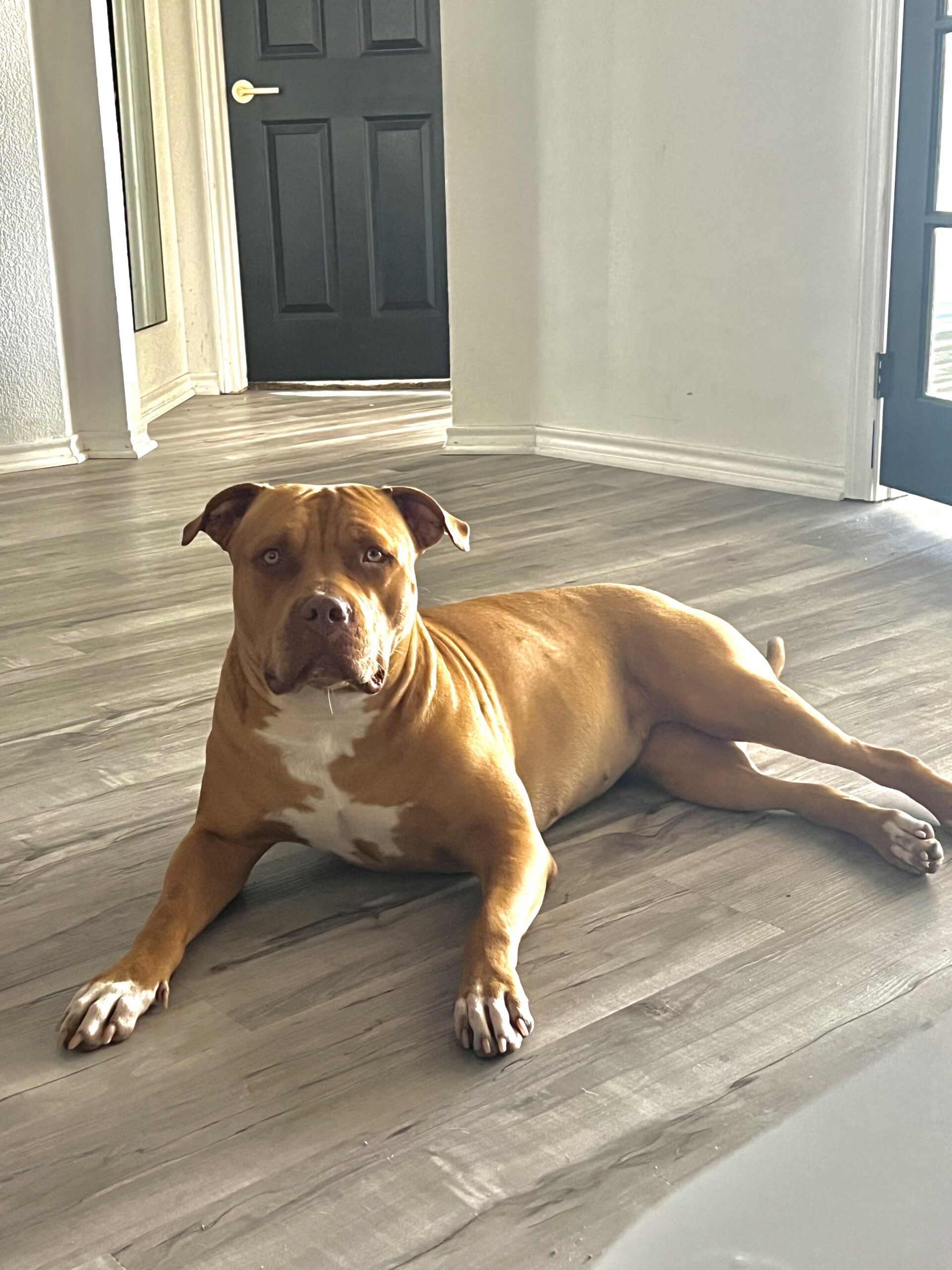 Dog Featured Image