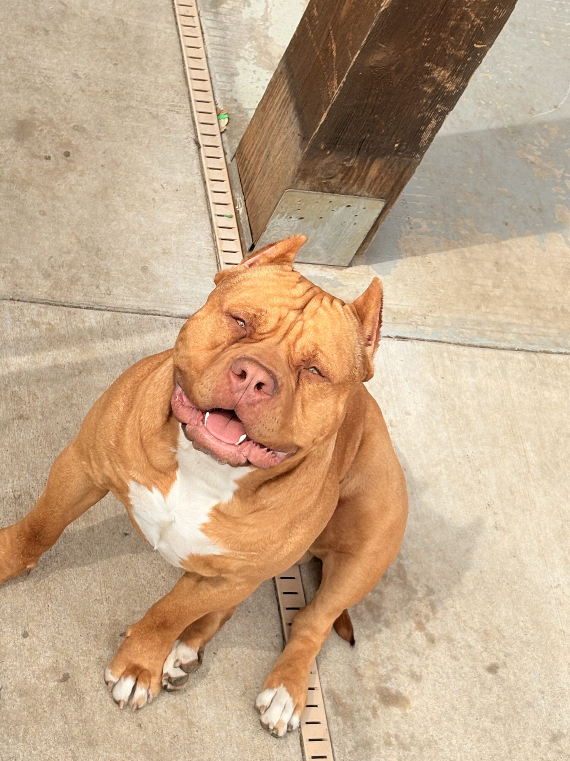 Dog Featured Image