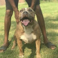 Dog Featured Image