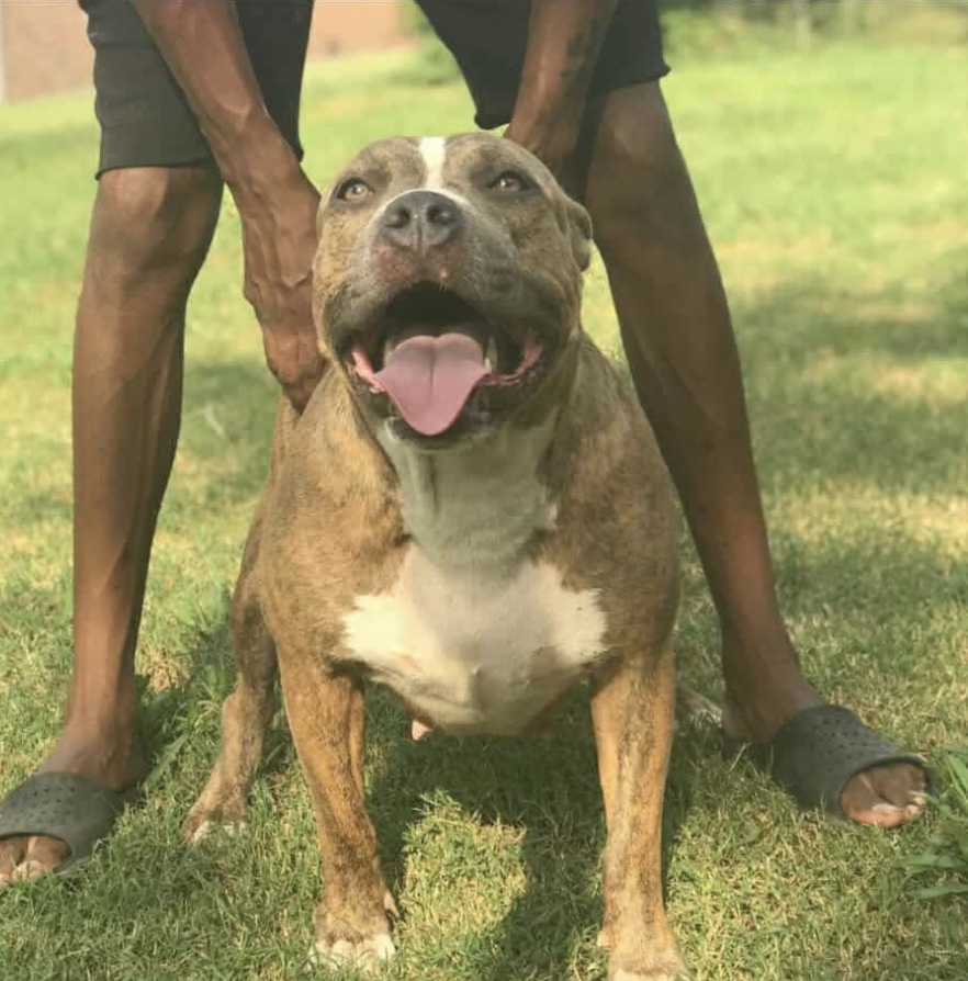 Dog Featured Image