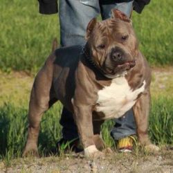 Dog Featured Image