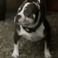 Bully ranches gremlin