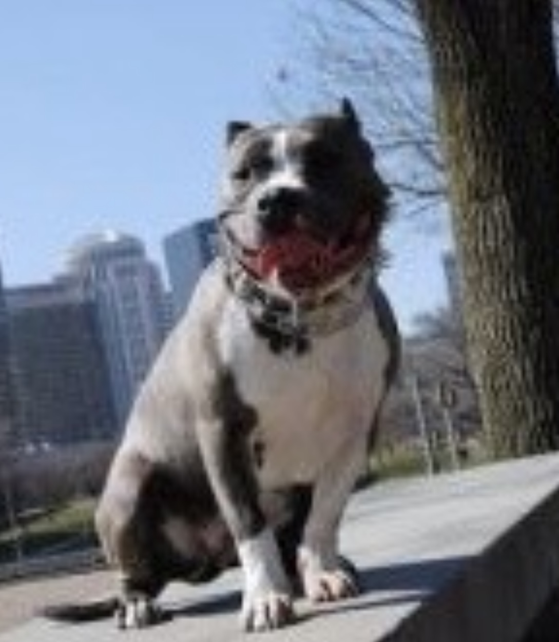 Dog Featured Image