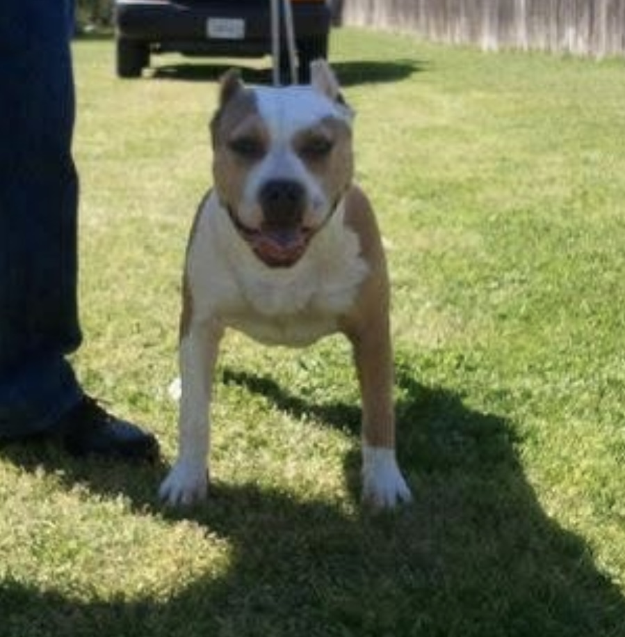 Dog Featured Image