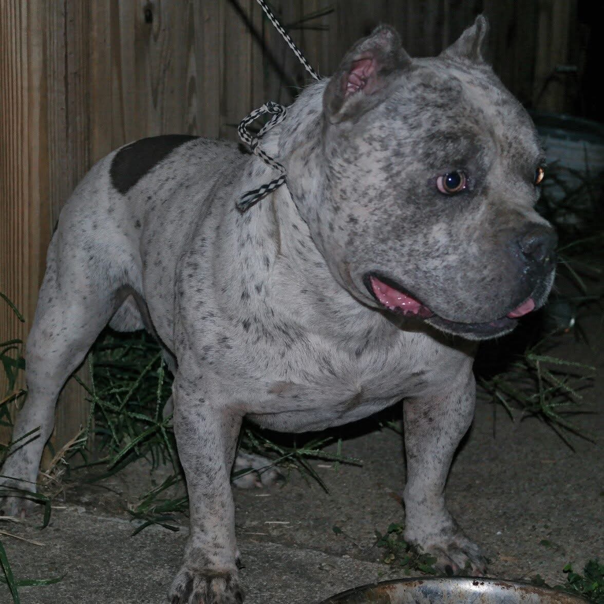 Dog Featured Image