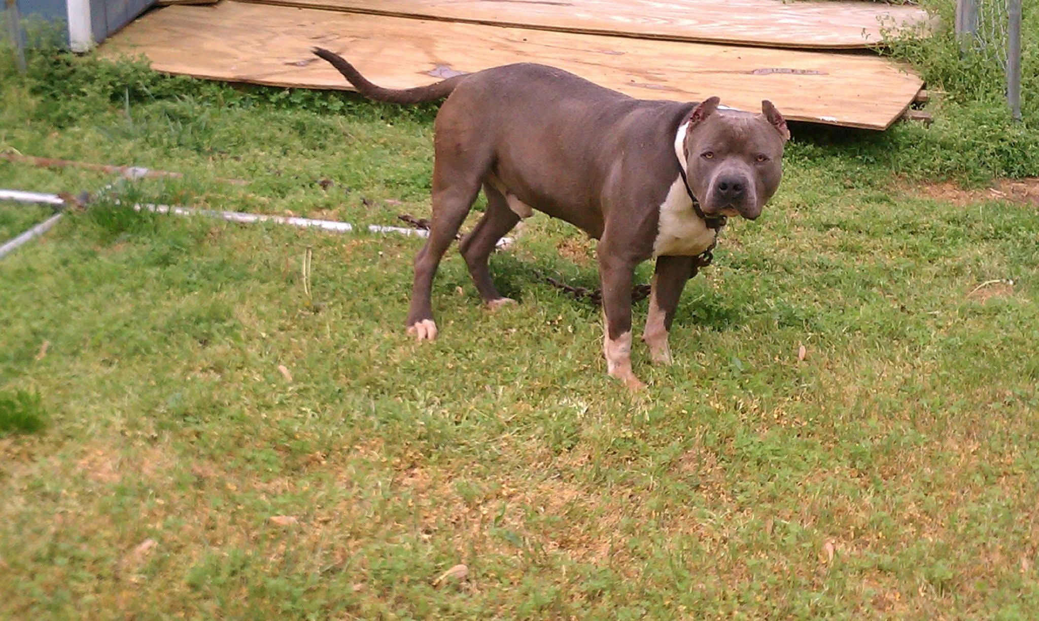 Dog Featured Image
