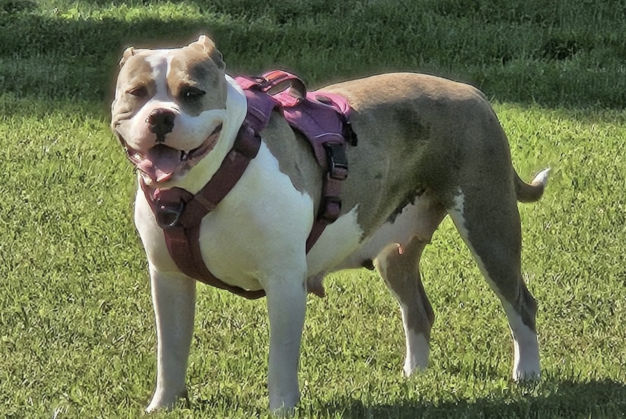 Dog Featured Image