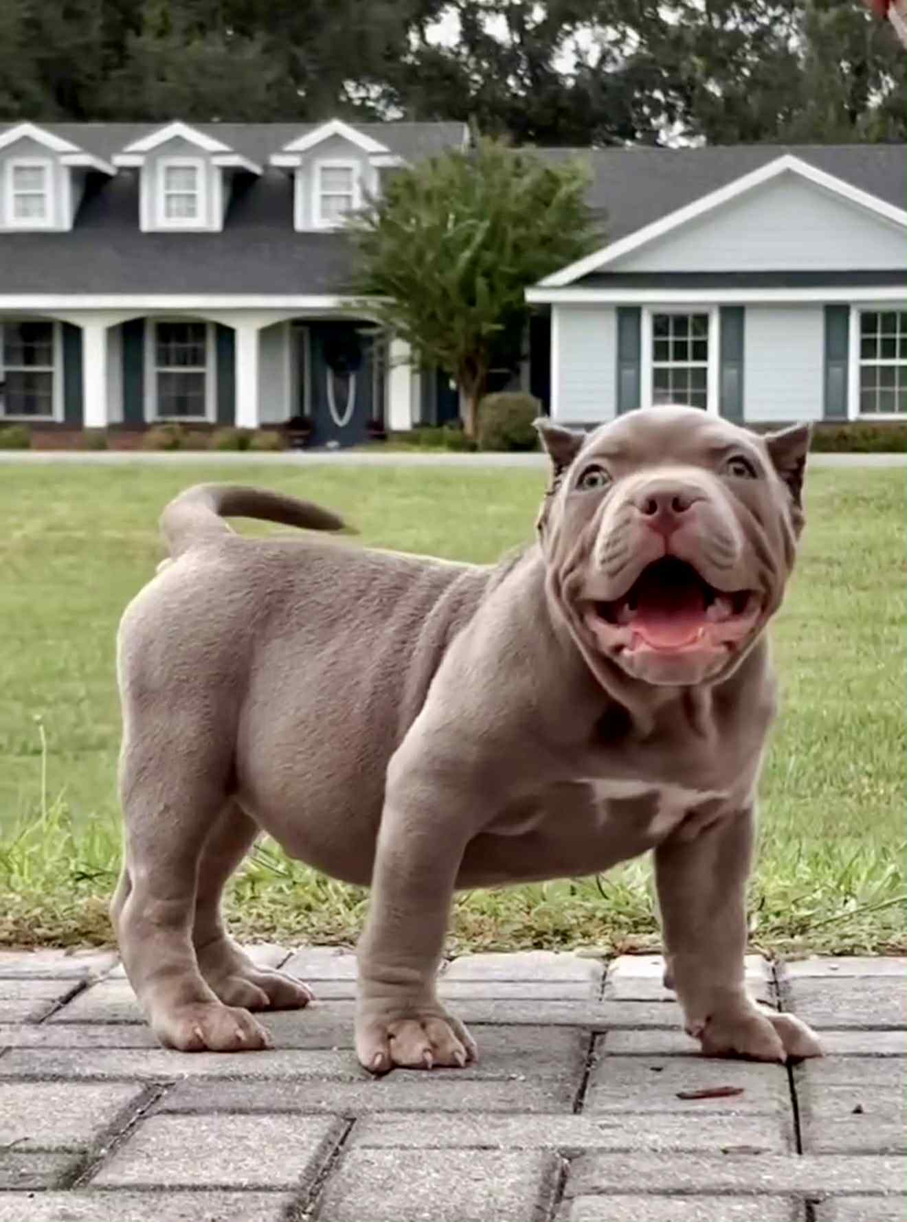 Dog Featured Image