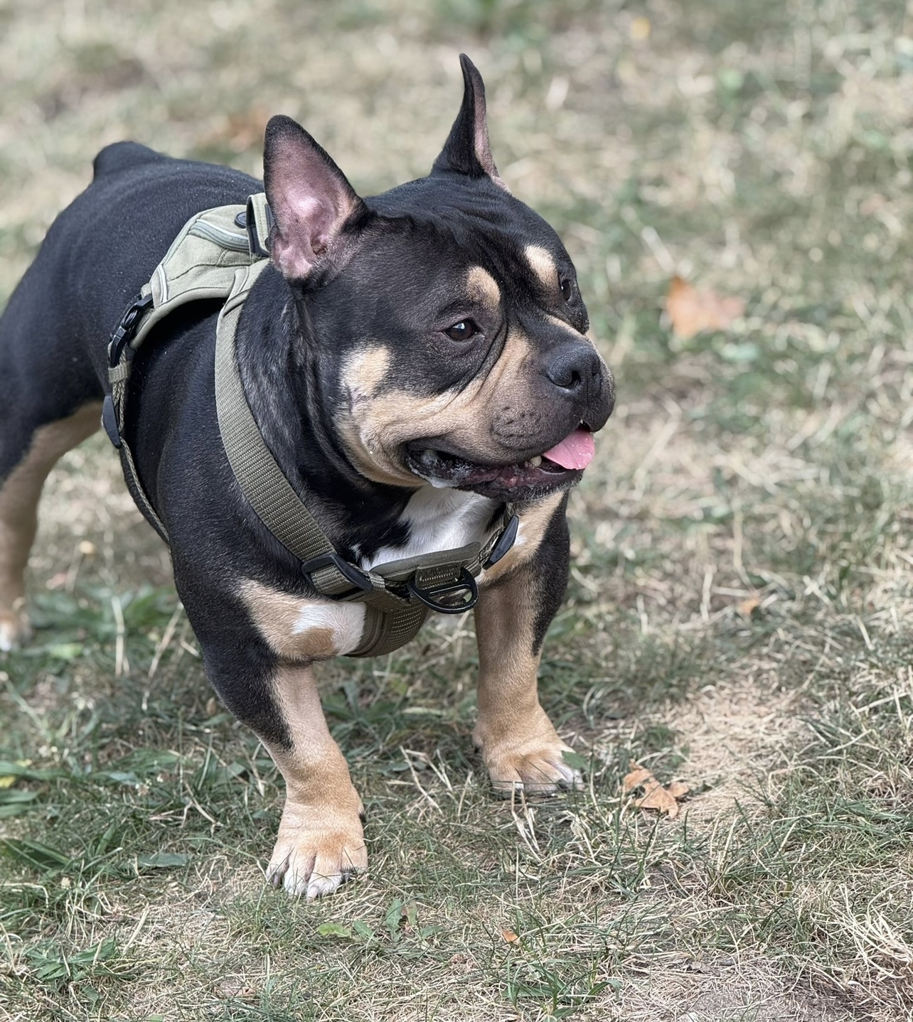 Dog Featured Image