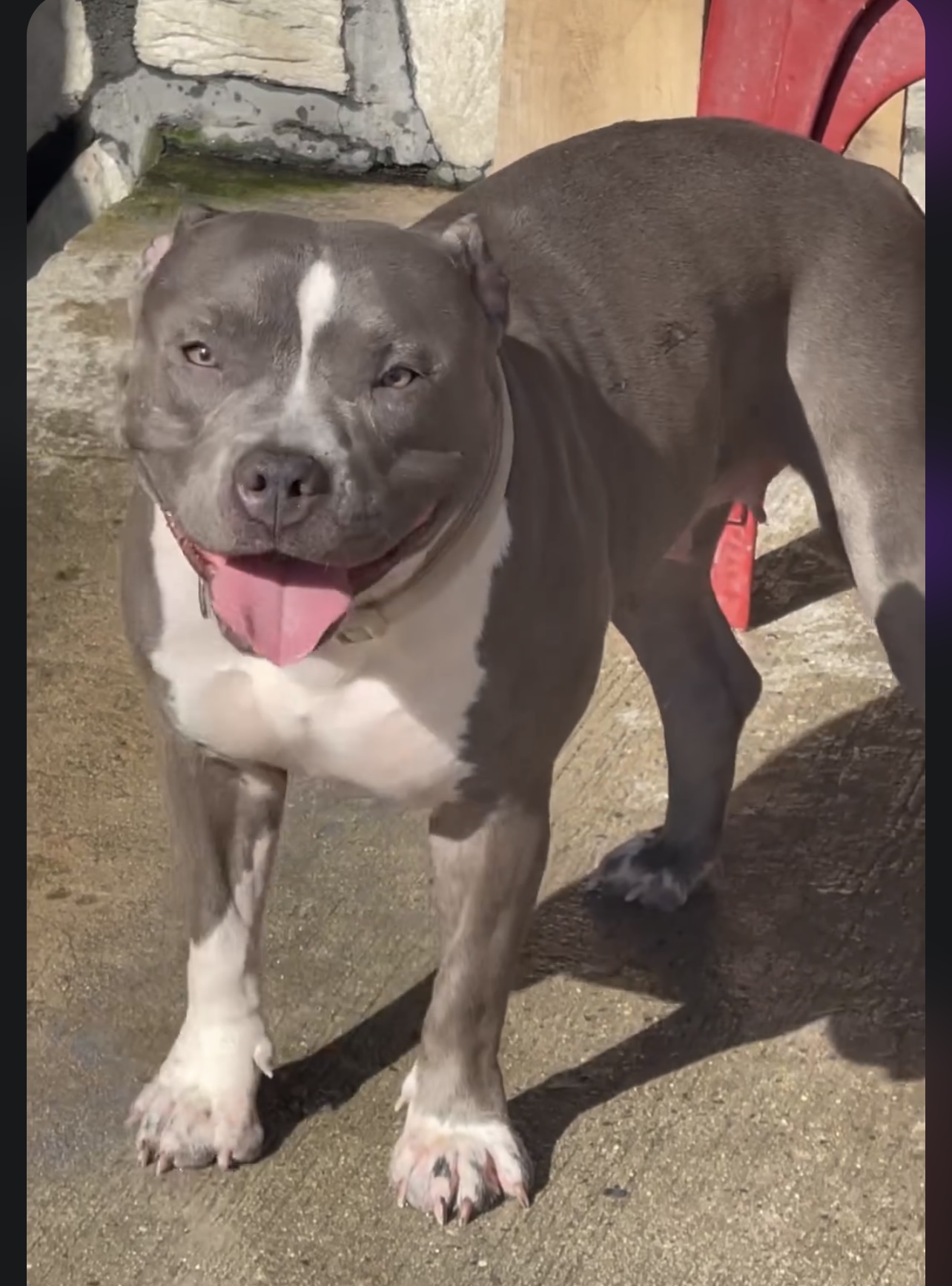 Dog Featured Image