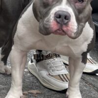 Dog Featured Image