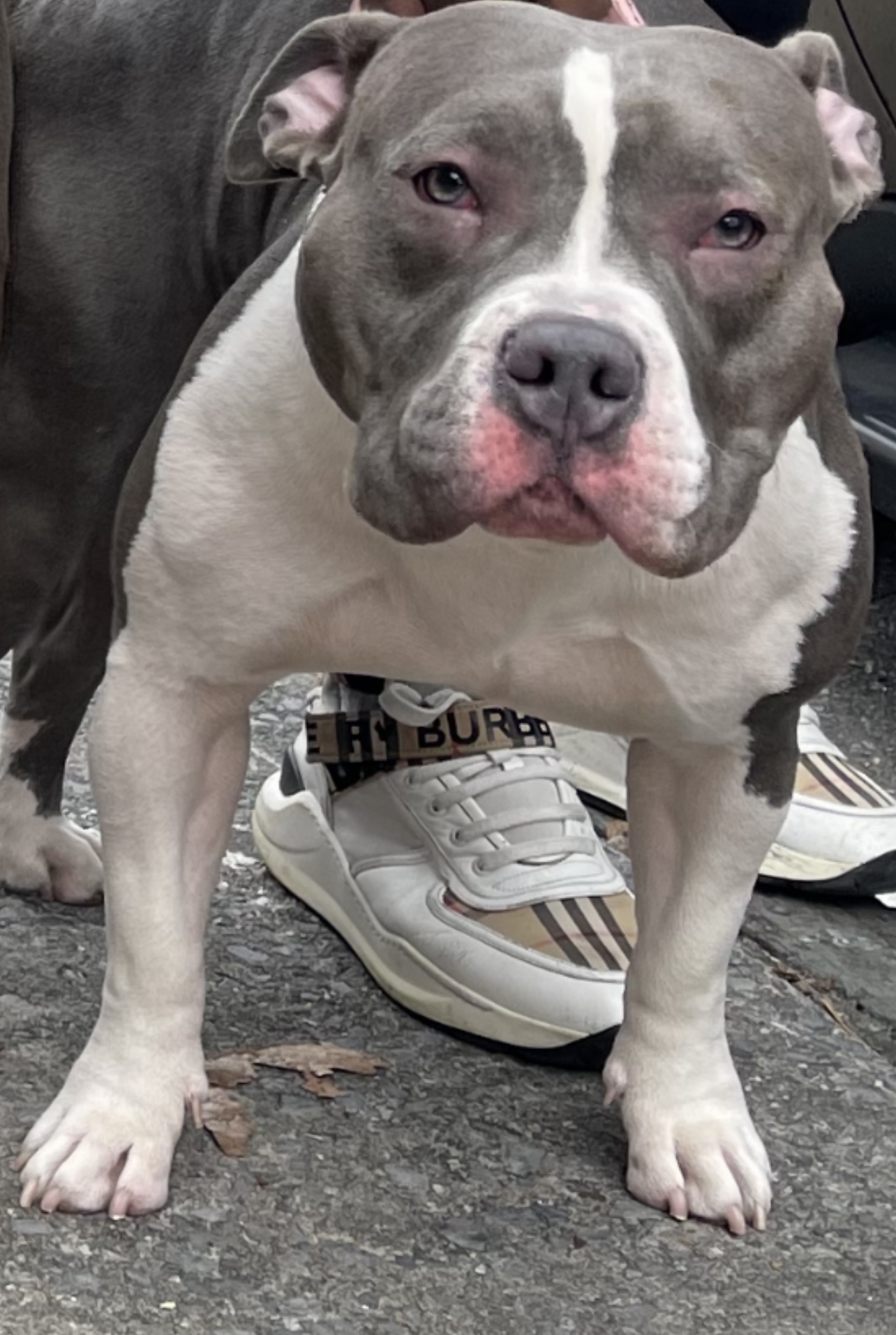 Dog Featured Image
