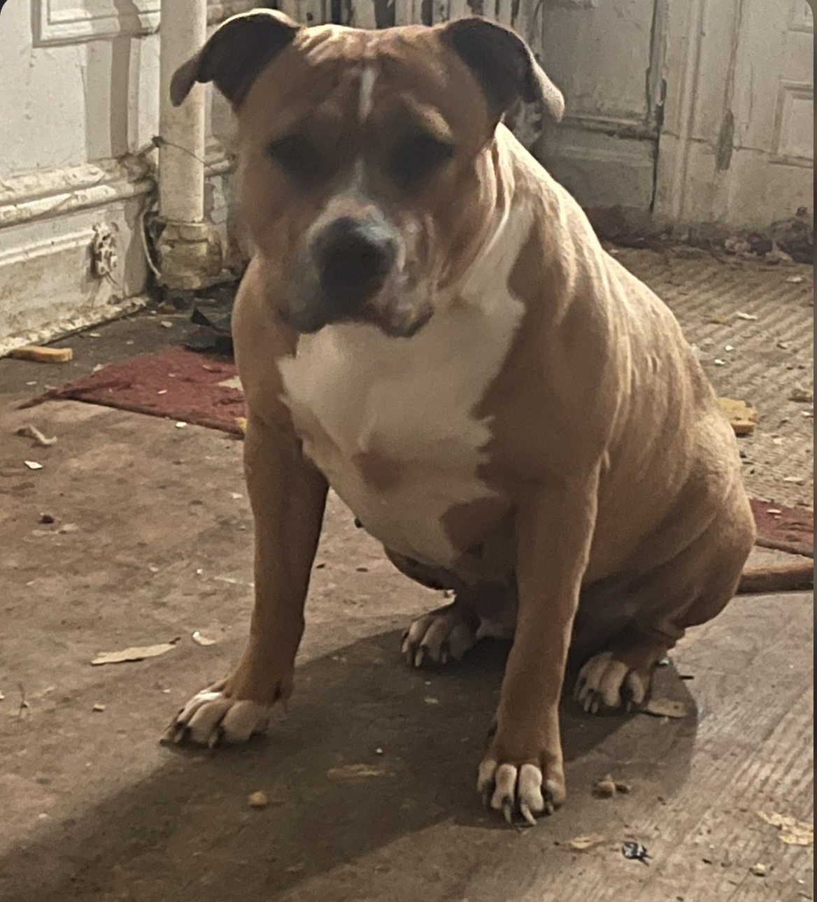 Dog Featured Image