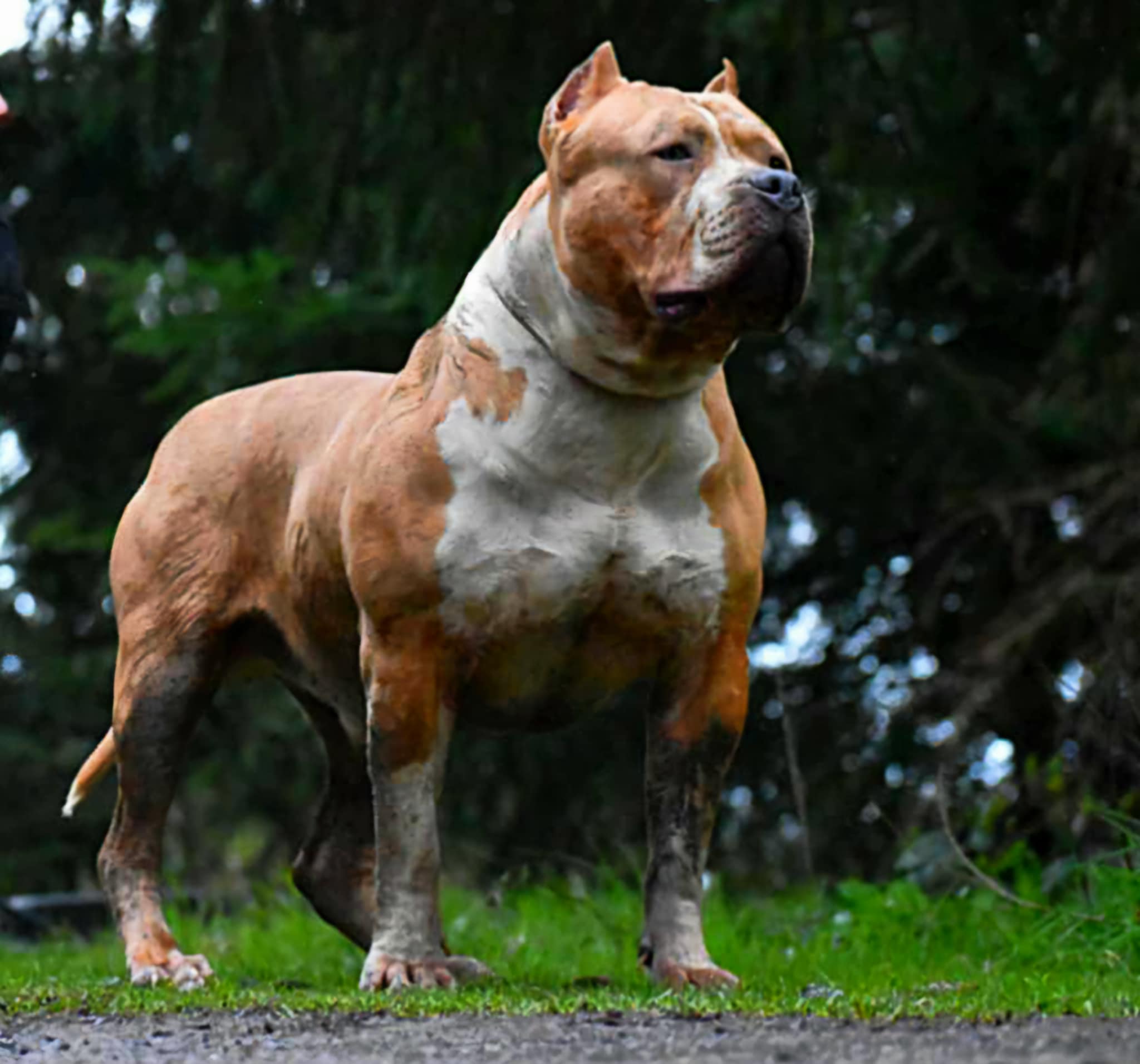 Dog Featured Image