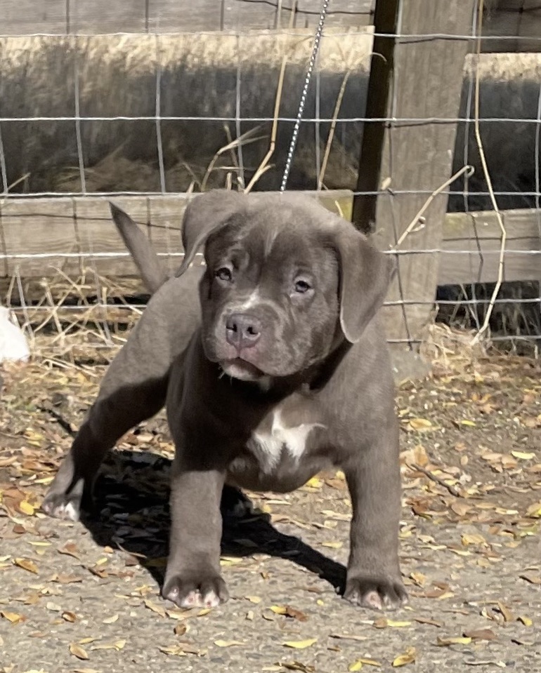 Dog Featured Image