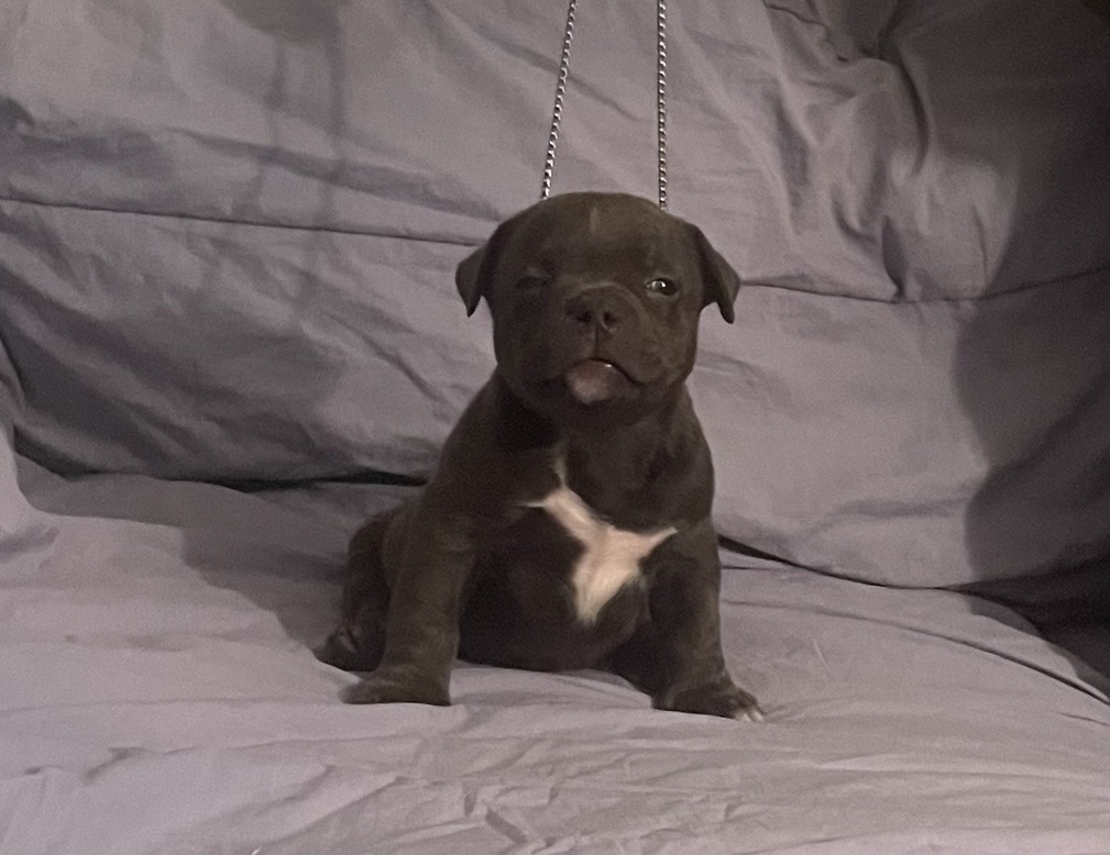 Dog Featured Image