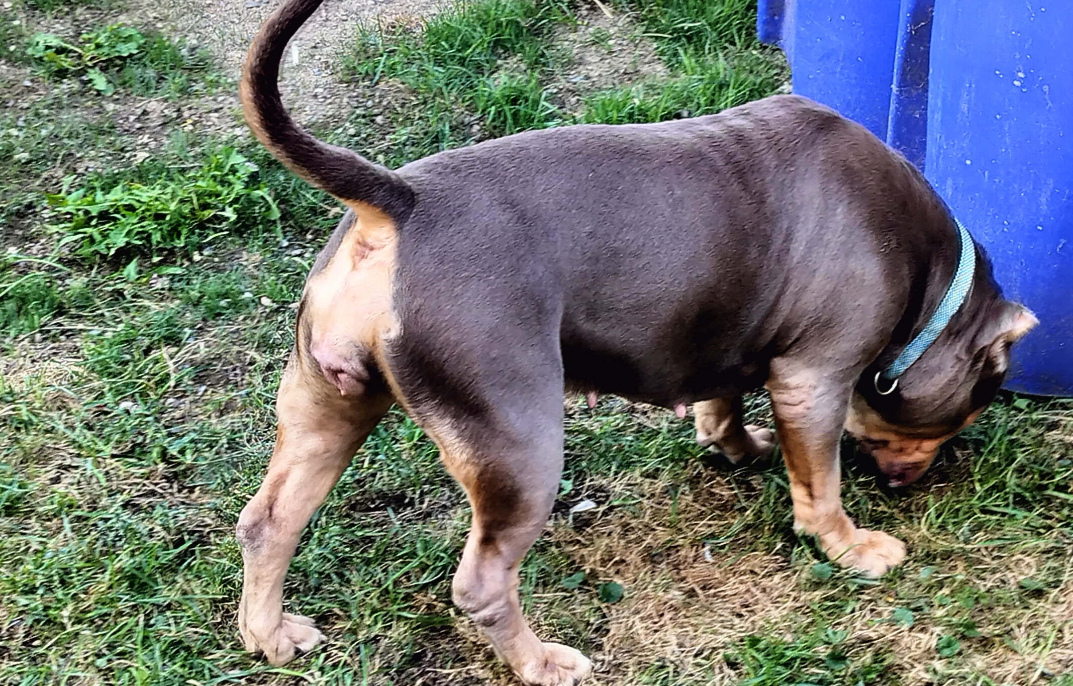 Additional Dog Image