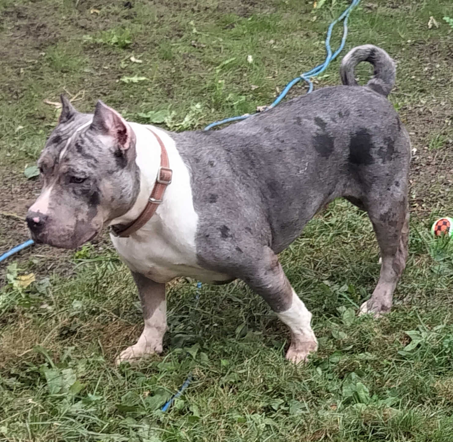 Dog Featured Image