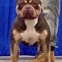 Dog Featured Image