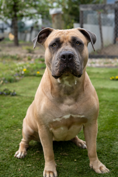 Dog Featured Image
