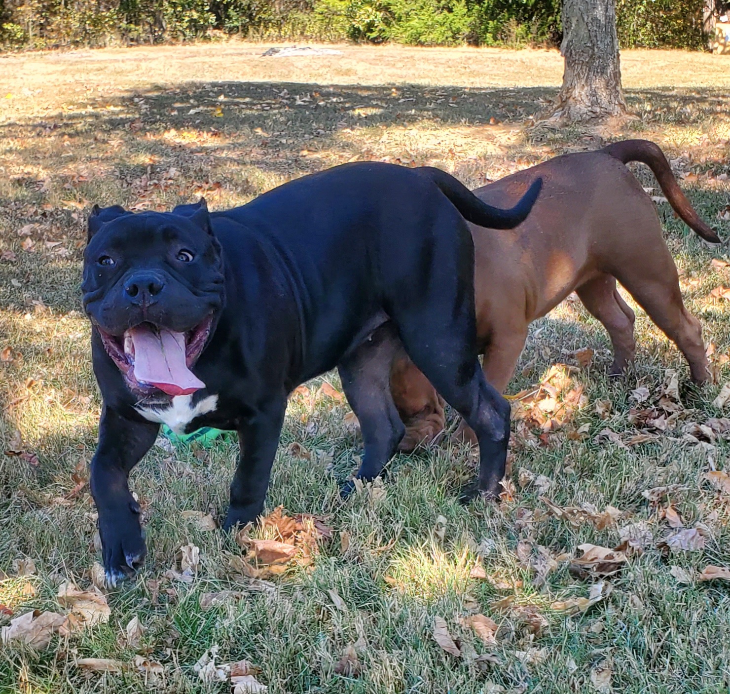 Dog Featured Image