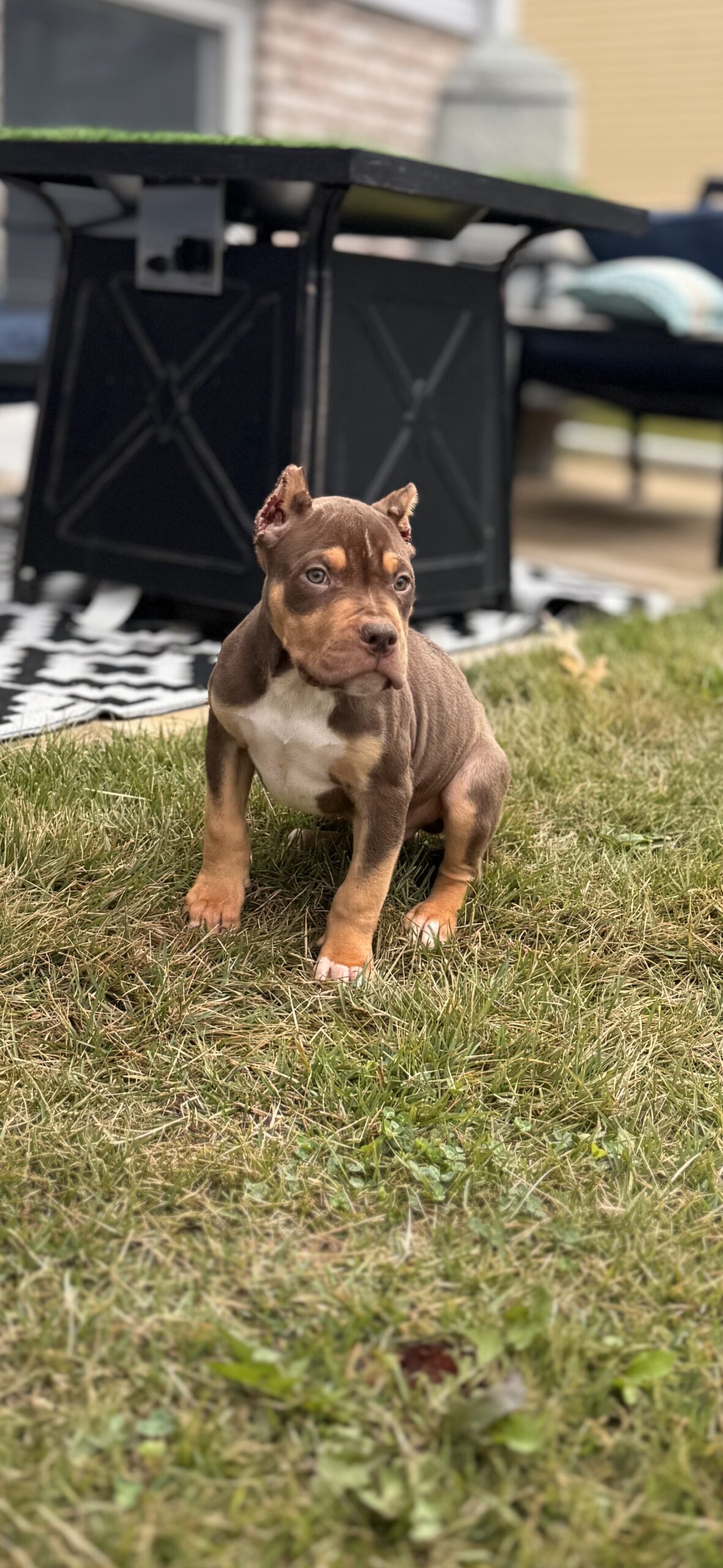 Dog Featured Image