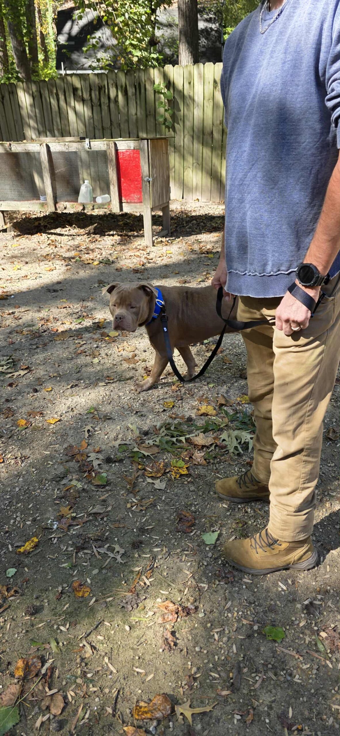 Dog Featured Image