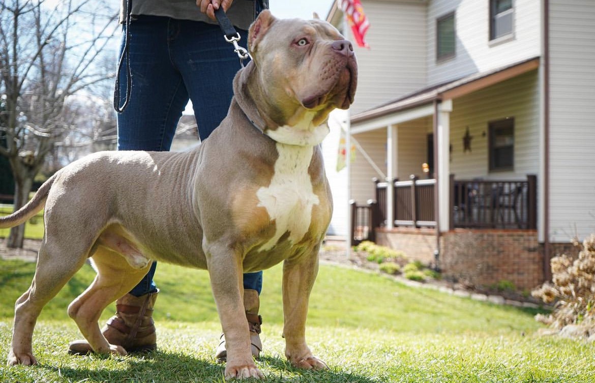 Dog Featured Image