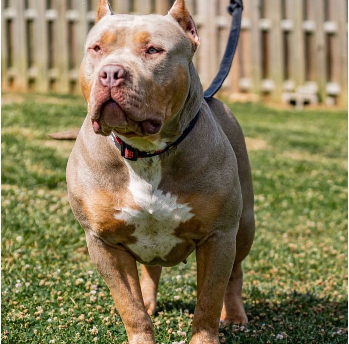 Dog Featured Image