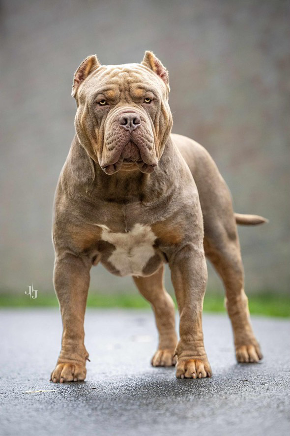 Dog Featured Image