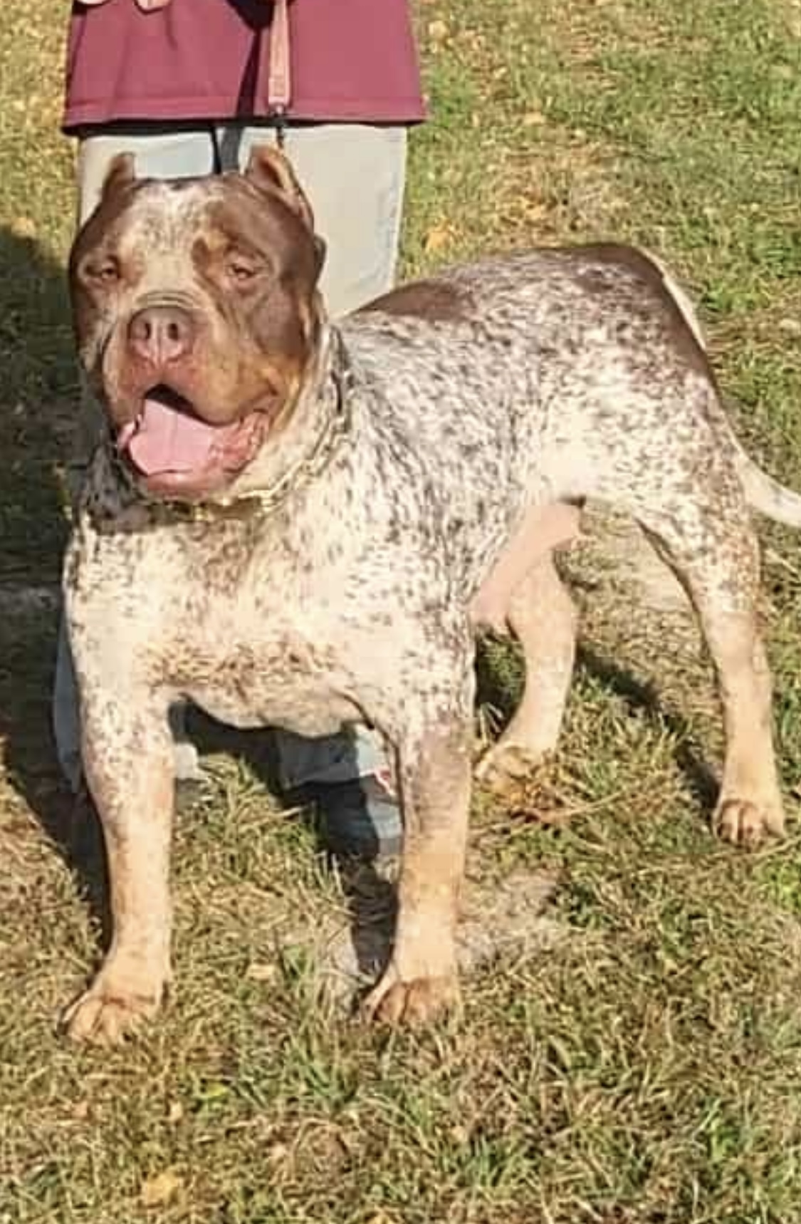 Dog Featured Image